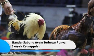 bandar sabung ayam terbesar