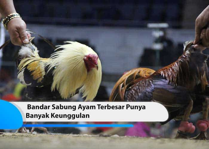 bandar sabung ayam terbesar